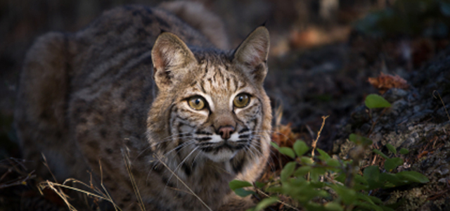 Bobcat