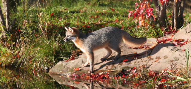 Fox Taxidermist