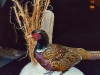 Ring Neck Pheasant