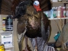 Eastern Tom Turkey