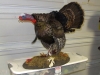 Eastern Tom Turkey