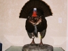 Eastern Tom Turkey