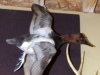 Canvasback Duck