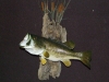 Large Mouth Bass Mount