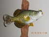 Reproduction Black Crappie