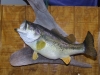 Ten Pound Large Mouth Bass Mount