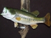 Large Mouth Bass Mount