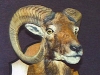 Mouflan Ram Shoulder Mount