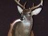 Eleven Point Buck Shoulder Mount