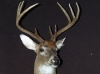 Nine Point Buck Shoulder Mount