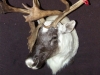 Caribou Shoulder Mount