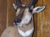 Prong Horn Antelope