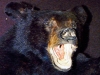 scanned-bear