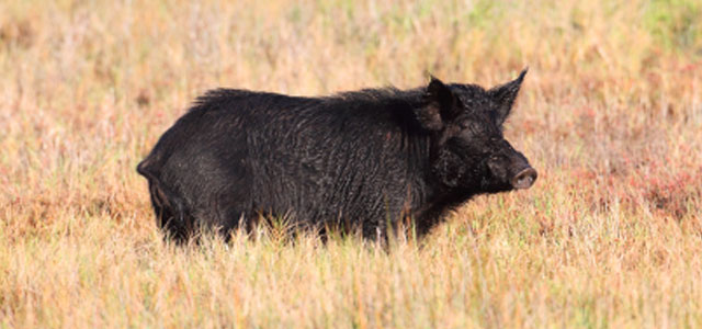 Boar Taxidermy